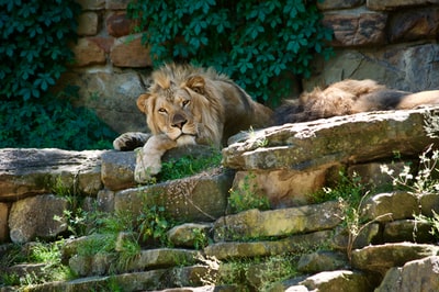狮子在白天躺在岩石上
